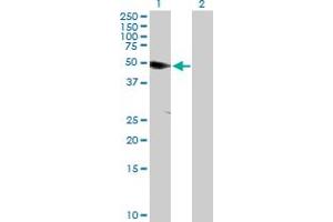 Western Blot analysis of ANKS1A expression in transfected 293T cell line by ANKS1A MaxPab polyclonal antibody. (ANKS1A Antikörper  (AA 1-460))