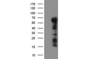 Image no. 2 for anti-Tripartite Motif Containing 9 (TRIM9) (AA 284-669) antibody (ABIN1491328) (TRIM9 Antikörper  (AA 284-669))