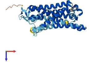 Olfactory Receptor, Family 2, Subfamily T, Member 10 (OR2T10) (AA 1-312) protein (His tag)