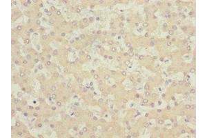 Immunohistochemistry of paraffin-embedded human liver tissue using ABIN7153515 at dilution of 1:100 (GABARAPL1 Antikörper  (AA 1-117))
