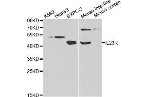 Western blot analysis of extracts of various cell lines, using IL23R antibody. (IL23R Antikörper  (AA 405-629))