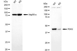 Western blotting analysis using PDK2 antibody (ABIN7800083).