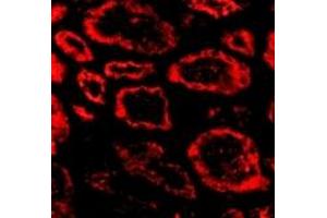 Immunofluorescence (IF) image for anti-SKI Proto-Oncogene (SKI) (N-Term) antibody (ABIN1031573)
