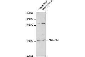 Western blot analysis of extracts of various cell lines, using DN antibody (ABIN7266828) at 1:1000 dilution. (DNAJC24 Antikörper  (AA 2-149))
