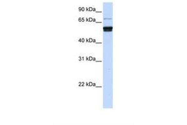 ZNF93 Antikörper  (AA 182-231)