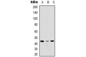 Western blot analysis of ERGIC3 expression in MCF7 (A), Hela (B), NIH3T3 (C) whole cell lysates.