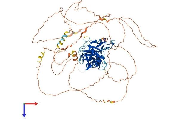 CPEB3 Protein (AA 1-716) (His tag)