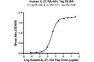Immobilized Human IL-27 RA, hFc Tag at 5 μg/mL (100 μL/well) on the plate.