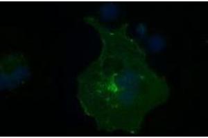 Image no. 7 for anti-Fc gamma RII (CD32) antibody (ABIN1497255) (Fc gamma RII (CD32) Antikörper)
