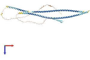 KRT8 Protein (AA 1-490) (His tag)