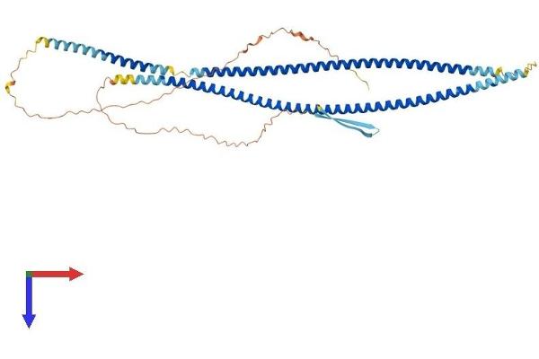 KRT8 Protein (AA 1-490) (His tag)