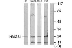 Western blot analysis of extracts from Jurkat/HepG2/COLO205/293 cells, using HMGB1 Antibody.