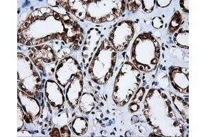Immunohistochemical staining of paraffin-embedded liver tissue using anti-APP mouse monoclonal antibody. (APP Antikörper)