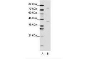 Image no. 1 for anti-Transcription Elongation Factor A Protein 1 (TCEA1) (N-Term) antibody (ABIN203045) (TCEA1 Antikörper  (N-Term))