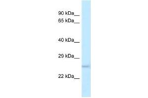 Western Blot showing Dusp19 antibody used at a concentration of 1.