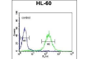 CBLB Antibody (Center) (ABIN652612 and ABIN2842410) flow cytometric analysis of HL-60 cells (right histogram) compared to a negative control-Rabbit IgG Isotype Control (left histogram). (Cbl Proto-Oncogene B, E3 Ubiquitin Protein Ligase (CBLB) (AA 103-130) Antikörper)