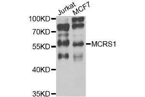 Western blot analysis of extracts of various cells, using MCRS1 antibody. (MCRS1 Antikörper)