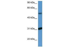 WDR83 antibody (70R-10058) used at 0. (MORG1 Antikörper  (C-Term))