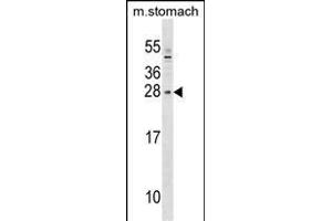 SIX6 Antibody (Center) (ABIN1538711 and ABIN2849339) western blot analysis in mouse stomach tissue lysates (35 μg/lane). (SIX Homeobox 6 Antikörper  (AA 96-124))