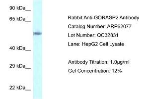 Western Blotting (WB) image for anti-Golgi Reassembly Stacking Protein 2, 55kDa (GORASP2) (C-Term) antibody (ABIN786543) (GORASP2 Antikörper  (C-Term))