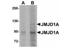 Image no. 1 for anti-Lysine (K)-Specific Demethylase 3A (KDM3A) (N-Term) antibody (ABIN478151) (KDM3A Antikörper  (N-Term))