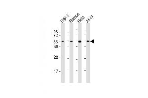 All lanes : Anti-P2K7 Antibody (C-Term) at 1:2000 dilution Lane 1: THP-1 whole cell lysates Lane 2: Ramos whole cell lysates Lane 3: Hela whole cell lysates Lane 4: A549 whole cell lysates Lysates/proteins at 20 μg per lane. (MAP2K7 Antikörper  (AA 363-396))