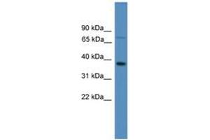 Image no. 1 for anti-Olfactory Receptor, Family 1, Subfamily S, Member 1 (OR1S1) (AA 251-300) antibody (ABIN6746646) (OR1S1 Antikörper  (AA 251-300))