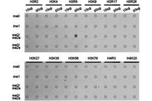 Dot-blot analysis of all sorts of methylation peptides using H3R8me2a antibody. (Histone 3 Antikörper  (H3R8me2a))