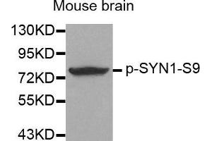 Western Blotting (WB) image for anti-Synapsin I (SYN1) (pSer9) antibody (ABIN1682105) (SYN1 Antikörper  (pSer9))