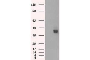 HEK293T cells were transfected with the pCMV6-ENTRY control (Left lane) or pCMV6-ENTRY BSG (Right lane) cDNA for 48 hrs and lysed. (CD147 Antikörper)