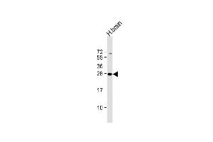 Anti-PLD6 Antibody (Center) at 1:2000 dilution + human brain lysate Lysates/proteins at 20 μg per lane. (PLD6 Antikörper  (AA 125-154))
