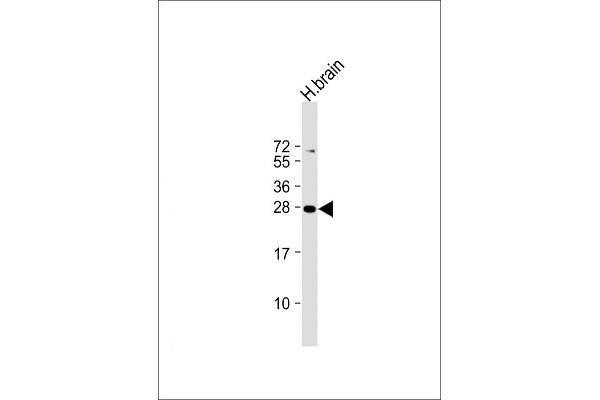 PLD6 抗体  (AA 125-154)