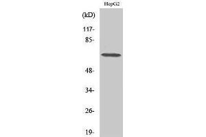 Western Blotting (WB) image for anti-DEAD (Asp-Glu-Ala-Asp) Box Polypeptide 52 (DDX52) (C-Term) antibody (ABIN3184276)