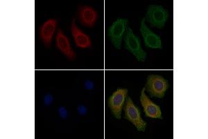 ABIN6257536 and ABIN6274704 staining Hela cells by IF/ICC. (TRAF3IP3 Antikörper  (Internal Region))