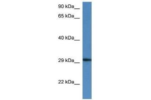 Western Blot showing Harbi1 antibody used at a concentration of 1. (HARBI1 Antikörper  (N-Term))