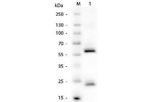 Western Blot of Human IgG Antibody. (Maus anti-Human IgG (Heavy & Light Chain) Antikörper - Preadsorbed)