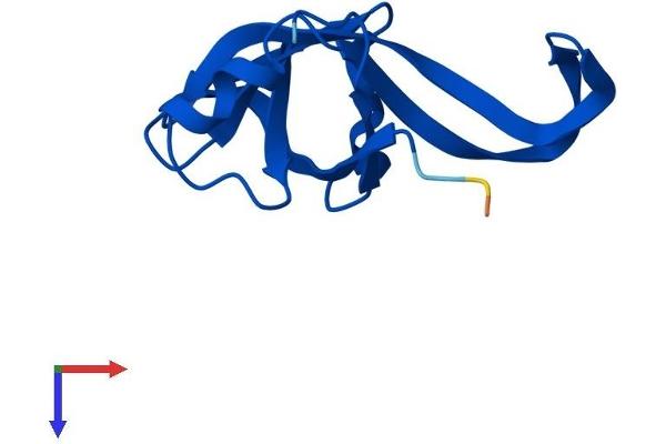RPL35A Protein (AA 1-110) (His tag)