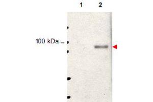 Western blot using Stat5a (phospho Y694) polyclonal antibody  shows detection of phosphorylated Stat5a (indicated by arrowhead at ~91 kDa) in NK92 cells after 30 min treatment with 1 ku of IL-2 (lane 2). (STAT5A Antikörper  (pTyr694))