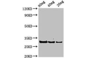 anti-RplL (AA 1-122) antibody