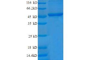 SDS-PAGE (SDS) image for Cyclin-Dependent Kinase Inhibitor 1A (p21, Cip1) (CDKN1A) (AA 2-164) protein (GST tag) (ABIN5709265) (p21 Protein (AA 2-164) (GST tag))