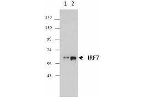 Western Blotting (WB) image for anti-Interferon Regulatory Factor 7 (IRF7) antibody (ABIN2666280)
