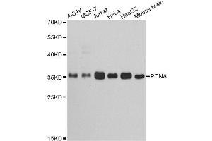 Western blot analysis of extracts of various cell lines, using PCNA antibody. (PCNA Antikörper  (AA 1-261))