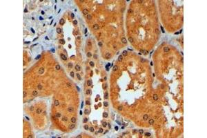Immunohistochemistry (4μg/ml) staining of paraffin embedded Human Kidney.