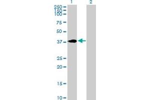 Western Blot analysis of HOXC4 expression in transfected 293T cell line by HOXC4 MaxPab polyclonal antibody.