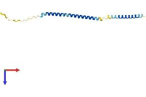 MRFAP1L1 Protein (AA 1-127) (His tag)
