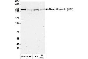 Western Blotting (WB) image for anti-Neurofibromin 1 (NF1) (C-Term) antibody (ABIN7449677) (Neurofibromin 1 Antikörper  (C-Term))