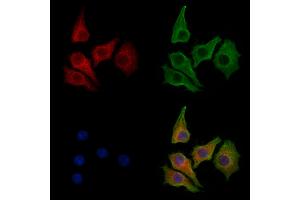 ABIN7094241 and ABIN7098288 staining HepG2 cells by IF/ICC. (FUCA1 Antikörper  (Internal Region))