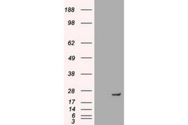 Neurogenin 1 Antikörper