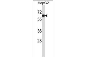 IGO1 Antibody (C-term) (ABIN657604 and ABIN2846602) western blot analysis in HepG2 cell line lysates (35 μg/lane). (AMIGO1 Antikörper  (C-Term))
