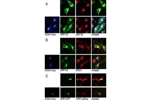 Immunofluorescence (IF) image for anti-Golgi-Associated, gamma Adaptin Ear Containing, ARF Binding Protein 1 (GGA1) antibody (ABIN3001508) (GGA1 Antikörper)